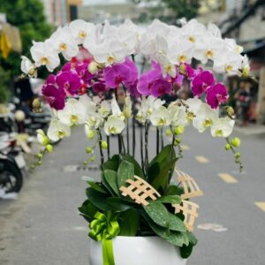 lan hồ điệp - LHĐ1