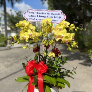 CHẬU LAN HỒ ĐIỆP VÀNG 5 CÀNH