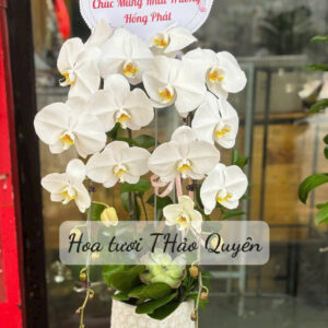 CHẬU LAN HỒ ĐIỆP TRẮNG 3 CÀNH