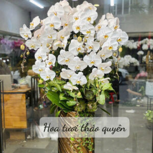 CHẬU LAN HỒ ĐIỆP TRẮNG 7 CÀNH