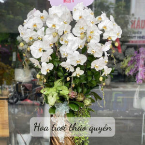 CHẬU LAN HỒ ĐIỆP TRẮNG 6 CÀNH