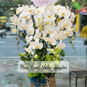 CHẬU LAN HỒ ĐIỆP TRẮNG 8 CÀNH