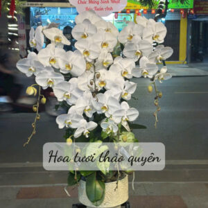CHẬU LAN HỒ ĐIỆP TRẮNG 5 CÀNH