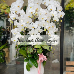 CHẬU LAN HỒ ĐIỆP TRẮNG 9 CÀNH