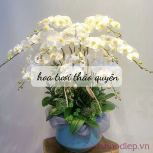 CHẬU LAN HỒ ĐIỆP TRẮNG 10 CÀNH