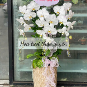 CHẬU LAN HỒ ĐIỆP TRẮNG 3 CÀNH