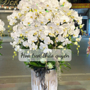 CHẬU LAN HỒ ĐIỆP TRẮNG 17 CÀNH
