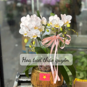 CHẬU LAN HỒ ĐIỆP TRẮNG 3 CÀNH MINI