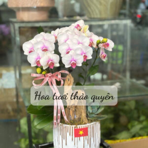 CHẬU LAN HỒ ĐIỆP TRẮNG 3 CÀNH