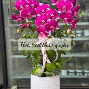 CHẬU LAN HỒ ĐIỆP TÍM 3 CÀNH