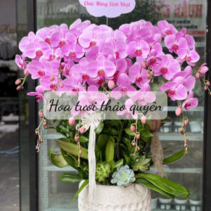 CHẬU LAN HỒ ĐIỆP TÍM 9 CÀNH