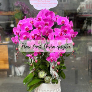 CHẬU LAN HỒ ĐIỆP TÍM 6 CÀNH