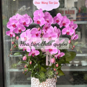 CHẬU LAN HỒ ĐIỆP TÍM 5 CÀNH
