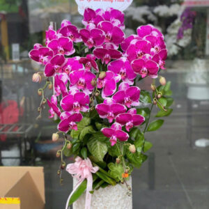 CHẬU LAN HỒ ĐIỆP TÍM 5 CÀNH