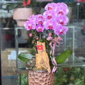 CHẬU LAN HỒ ĐIỆP TÍM 2 CÀNH