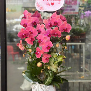 CHẬU LAN HỒ ĐIỆP TÍM 3 CÀNH