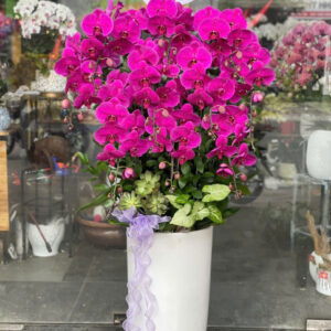 CHẬU LAN HỒ ĐIỆP TÍM 11 CÀNH