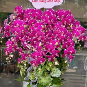 CHẬU LAN HỒ ĐIỆP TÍM 16 CÀNH