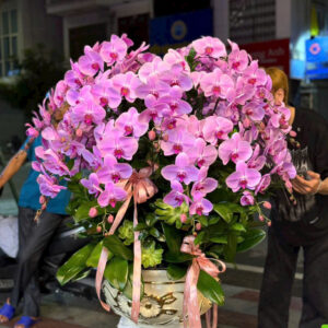 CHẬU LAN HỒ ĐIỆP TÍM 14 CÀNH