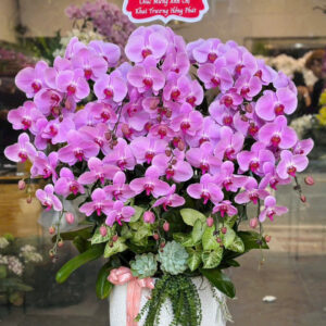 CHẬU LAN HỒ ĐIỆP TÍM 17 CÀNH
