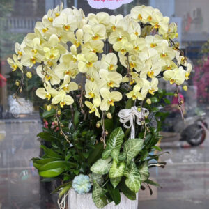 CHẬU LAN HỒ ĐIỆP VÀNG 11 CÀNH