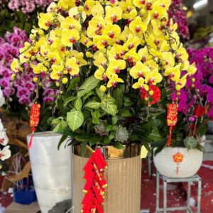 CHẬU LAN HỒ ĐIỆP VÀNG 25 CÀNH